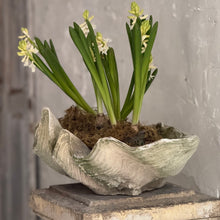 Load image into Gallery viewer, 20th Century French Clam Shell