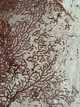 Load image into Gallery viewer, 19th Century French Sea Fan Fragment