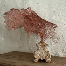 Load image into Gallery viewer, 19th Century French Sea Fan Fragment
