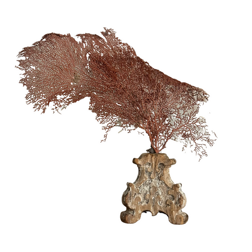 19th Century French Sea Fan Fragment