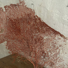 Load image into Gallery viewer, 19th Century French Sea Fan Fragment