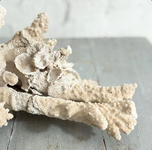 Vintage Coral Fragment