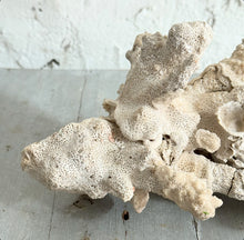 Load image into Gallery viewer, Vintage Coral Fragment