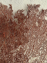 Load image into Gallery viewer, 19th Century French Sea Fan Fragment