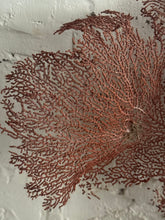 Load image into Gallery viewer, 19th Century French Sea Fan Fragment
