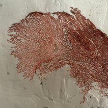 Load image into Gallery viewer, 19th Century French Sea Fan Fragment