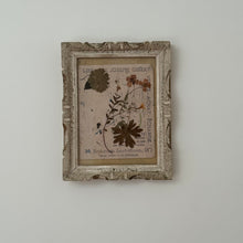 Load image into Gallery viewer, 19th Century French Framed Herbarium