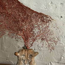 Load image into Gallery viewer, 19th Century French Sea Fan Fragment