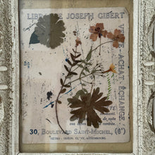 Load image into Gallery viewer, 19th Century French Framed Herbarium
