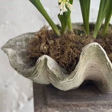 Load image into Gallery viewer, 20th Century French Clam Shell
