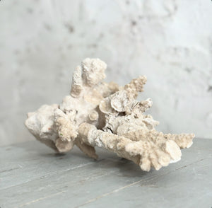 Vintage Coral Fragment