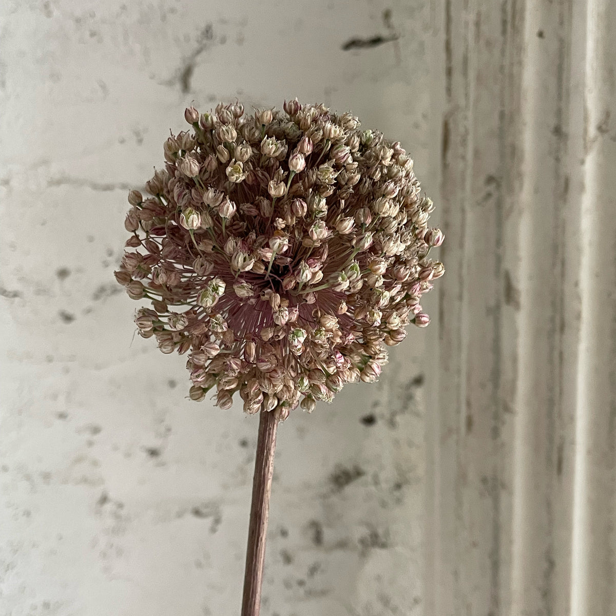 Alium Topiary Tree – Old Whyte Interiors