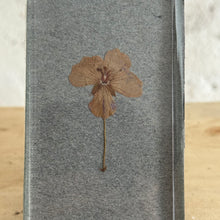 Load image into Gallery viewer, 19th Century French Herbarium Picture