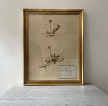 Load image into Gallery viewer, Early 20th Century French Herbarium ‘1933’