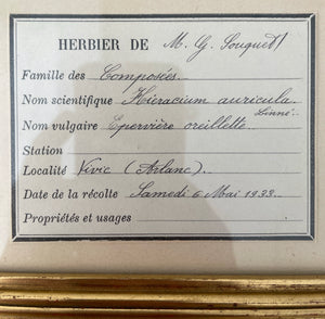 Early 20th Century French Herbarium ‘1933’