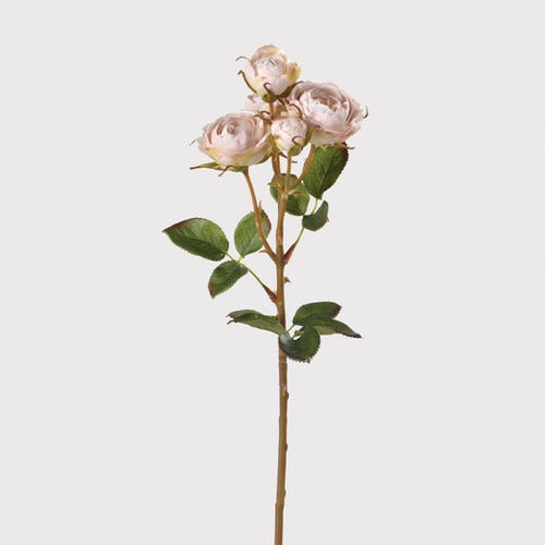 Oyster Shrub Rose Spray with Leaves