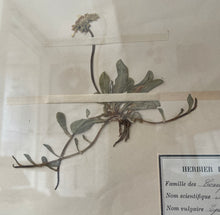 Load image into Gallery viewer, Early 20th Century French Herbarium ‘1933’
