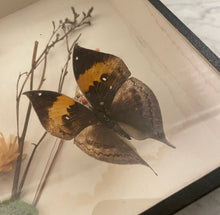 Load image into Gallery viewer, 20th Century French Mimicry Butterfly Specimen